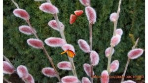 Ива декоративный Монт Асо (iva-tonkostolbikovaya-mont-aso) ? обзор: как сажать, саженцы ивы Монт Ас