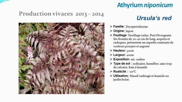 Athyrium niponicum Ursula's red: plante vivace