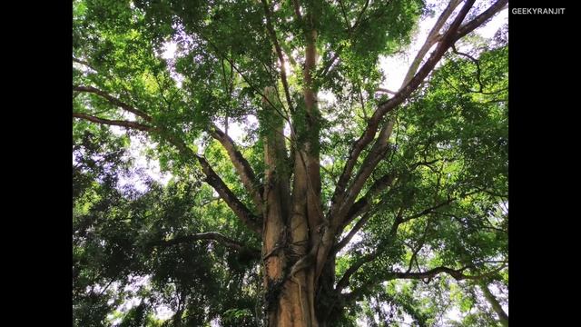 Honor 10 Smartphone Review with Pros & Cons after the Hype! смотреть онлайн