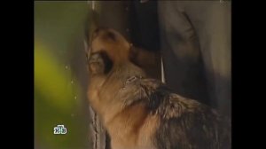 Возвращение Мухтара 2. Тень