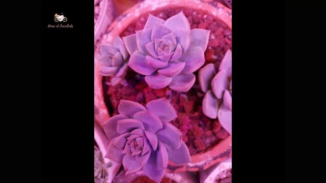 𝑮𝒓𝒂𝒑𝒕𝒐𝒗𝒆𝒓𝒊𝒂 '𝑻𝒊𝒕𝒖𝒃𝒂𝒏𝒔' (𝑷𝒐𝒓𝒄𝒆𝒍𝒂𝒊𝒏 𝑷𝒍𝒂𝒏𝒕) смотреть онлайн