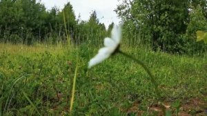 Как войти в альфа-состояние