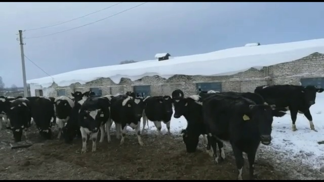 Каких мы Продаем молочных пород нетелей оптом+79063333941 смотреть онлайн