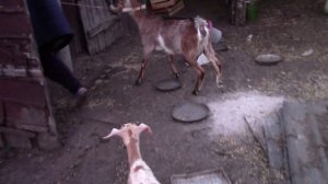 Наши первые козы / Покупка коз:)