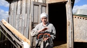 Дойка доильным аппаратом//Доим корову аппаратом, как это делаю я