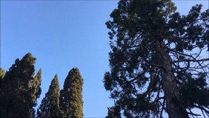 Санаторий Кирова  Ялта - KIROV