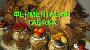 ДНЕВНИК ТАБАКОВОДА № 43 13.08. ФЕРМЕНТАЦИЯ ТАБАКА , ЧАСТЬ 1 ТАБАК