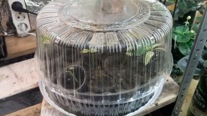 Дёрен пестролистный.