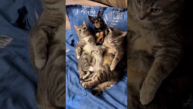 все умные какие