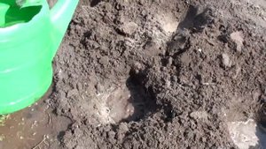 Как сажать помидоры! Высадка томатов в открытый грунт.