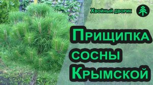 Как прищипать сосну весной за 5 минут и получить пышное растение с набитой хвоей. Прищипка сосны