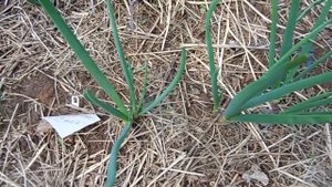 Подзимняя посадка лука шалота. Результаты зимовки.