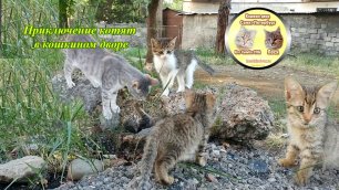 Приключение котят в кошкином дворе Петербурга