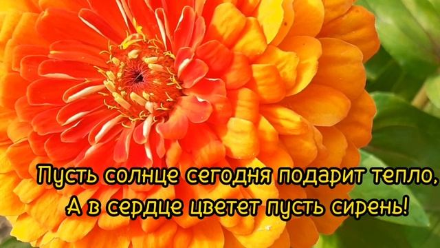 С Добрым Утром!Пусть солнце сегодня подарит тепло,А в сердце цветёт пусть сирень! смотреть онлайн