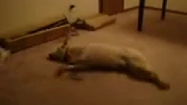 Кошмар во сне и на яву!:-) смотреть онлайн