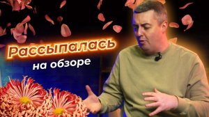 Рассыпалась на обзоре | Хризантема | Цветы оптом | Плантация Blooms | Колумбия