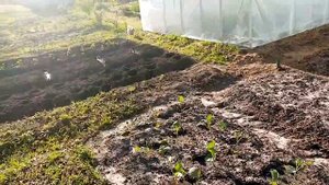 Посадка Сладкого Перца "ТАМАРА" в Открытый Грунт.  2 июня 2021г.