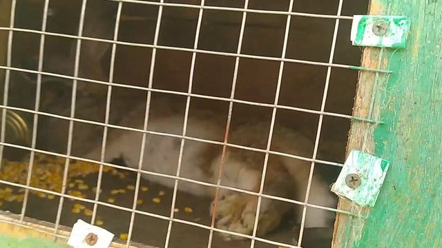 Кролики Фландр | О крольчатах и обстановка в хозяйстве кроликов смотреть онлайн