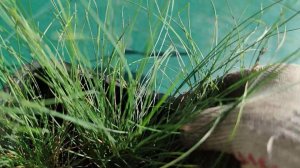 Декоративная трава Овсяница после пикировки. (Синичка)