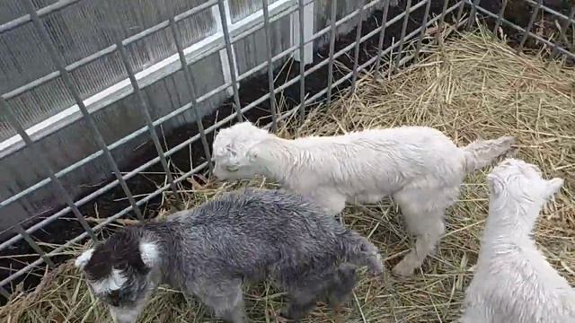 Козлята Ламанча на продажу 2018 смотреть онлайн