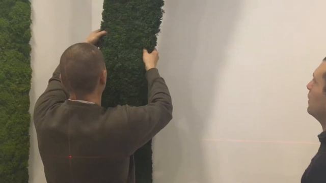 Озеленення офісу стабілізованим мохом