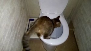 кошку сушит