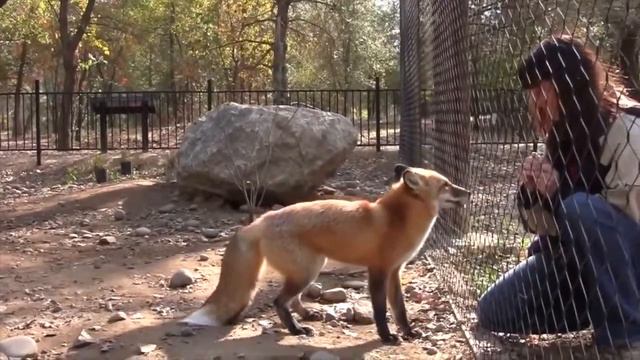 Пружинная лиса смотреть онлайн