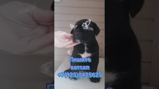 Щенки на продажу.Питомник Кане Корсо.