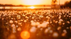 Что самое важное в жизни?