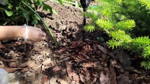 Кора на дачном участке.