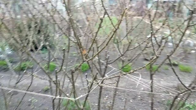 Кустовые розы - Шрабы. Реанимация после морозов. смотреть онлайн