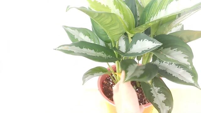 Cây Thanh lam (Aglaonema Silver Bay) смотреть онлайн