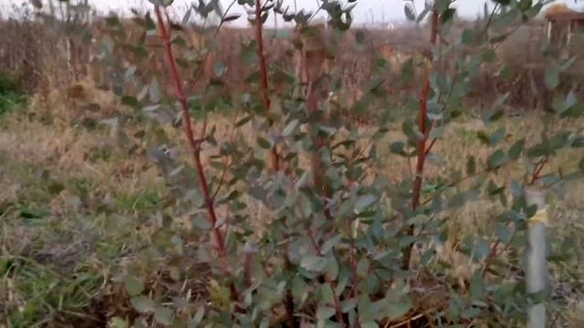 Эвкалипт Ганна готовится к зимовке! Eucalyptus gunnii смотреть онлайн
