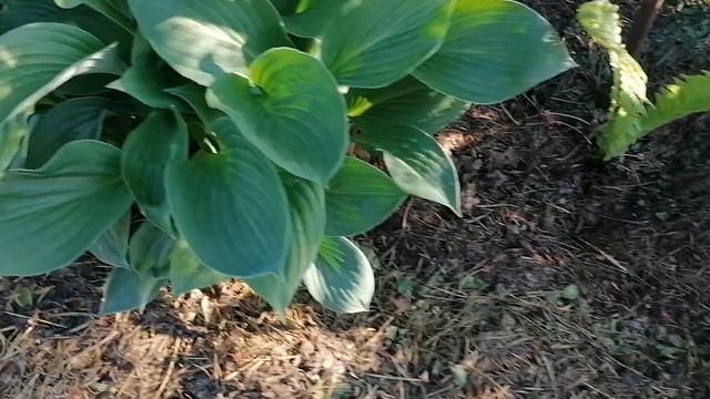 Что это за Хоста хамелеон? Весной листва вариегатная, а летом Зеленая смотреть онлайн