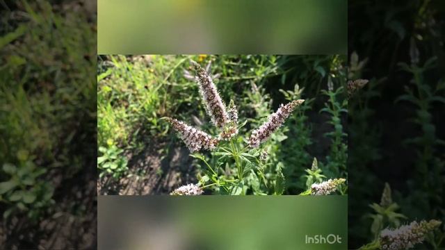 Утренний приветик 🌞 смотреть онлайн