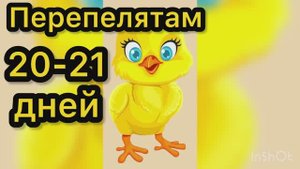 Перепелятам 20-21 день
