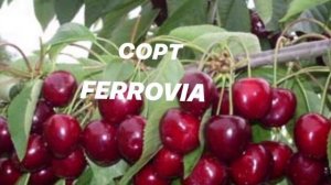 ЧЕРЕШНЯ НОВЫЕ СОРТА. УЖЕ В ПРОДАЖЕ