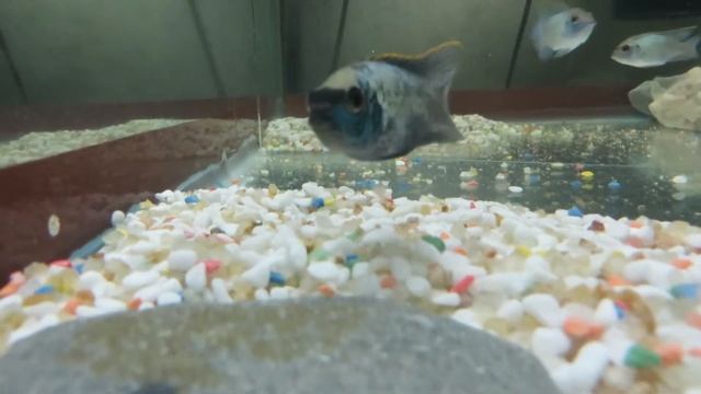 Нанокара электрик Electric Blue Acara ухаживает за икрой Nanokara Electric смотреть онлайн