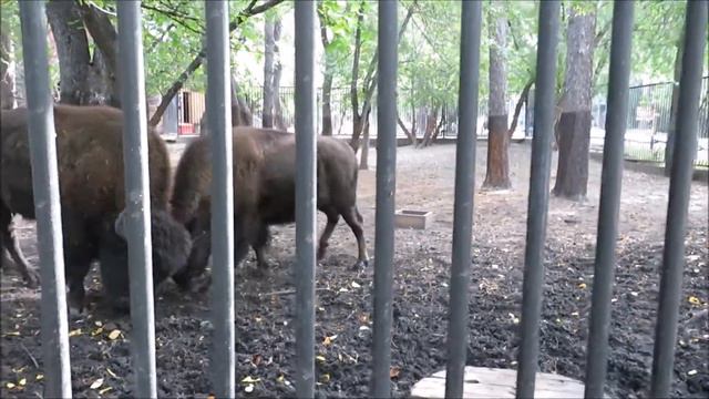 Бизоны общаются друг с другом 17.09.2021 смотреть онлайн