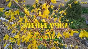 Солнечные лучики*  Мой сад    Апрель