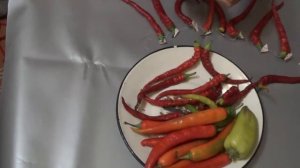 Как сушить горький перец в домашних условиях на зиму.