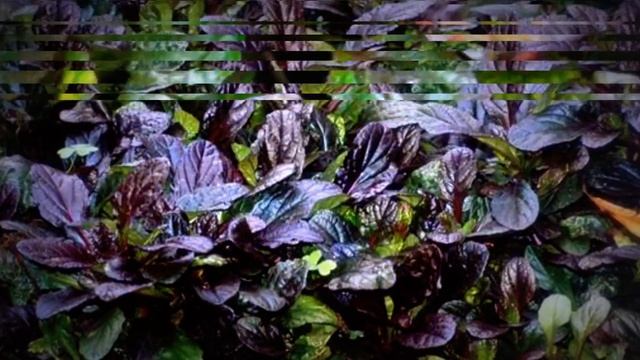 АЮГА - ЖИВУЧКА ПОЛЗУЧАЯ В САДУ. смотреть онлайн