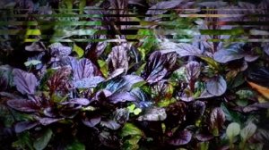 АЮГА - ЖИВУЧКА ПОЛЗУЧАЯ В САДУ.