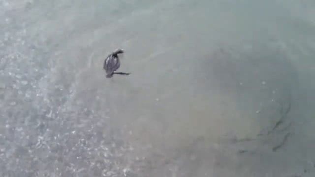 Баклан на охоте смотреть онлайн