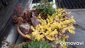 🥀МИНИАТЮРНЫЕ САДИКИ в кашпо🌷🌱ИДЕЯ и ВОПЛОЩЕНИЕ🌷ЗИМОВКА