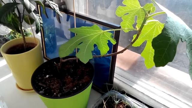 Инжир проснулся после зимовки смотреть онлайн