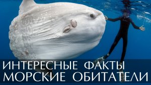 Интересные факты о морских обитателях