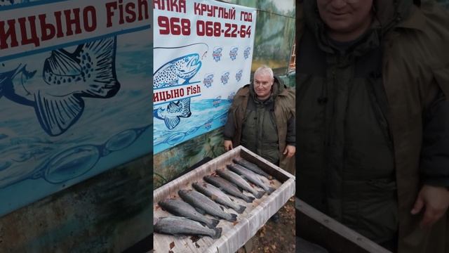 Впечатления о рыбалке 29 октября Голицыно Fish (3)