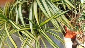 Pandanus Veitchii ( Variegated Screwpine or Golden Pandanus ) | Growing Tips | Care and Propagation