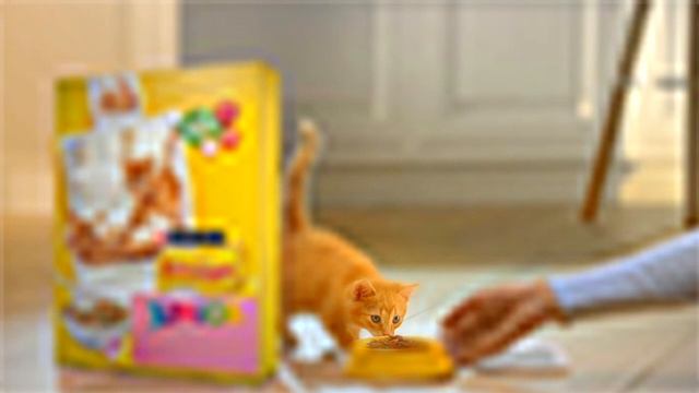 Кадры из кошачьей жизни [RYTP] смотреть онлайн